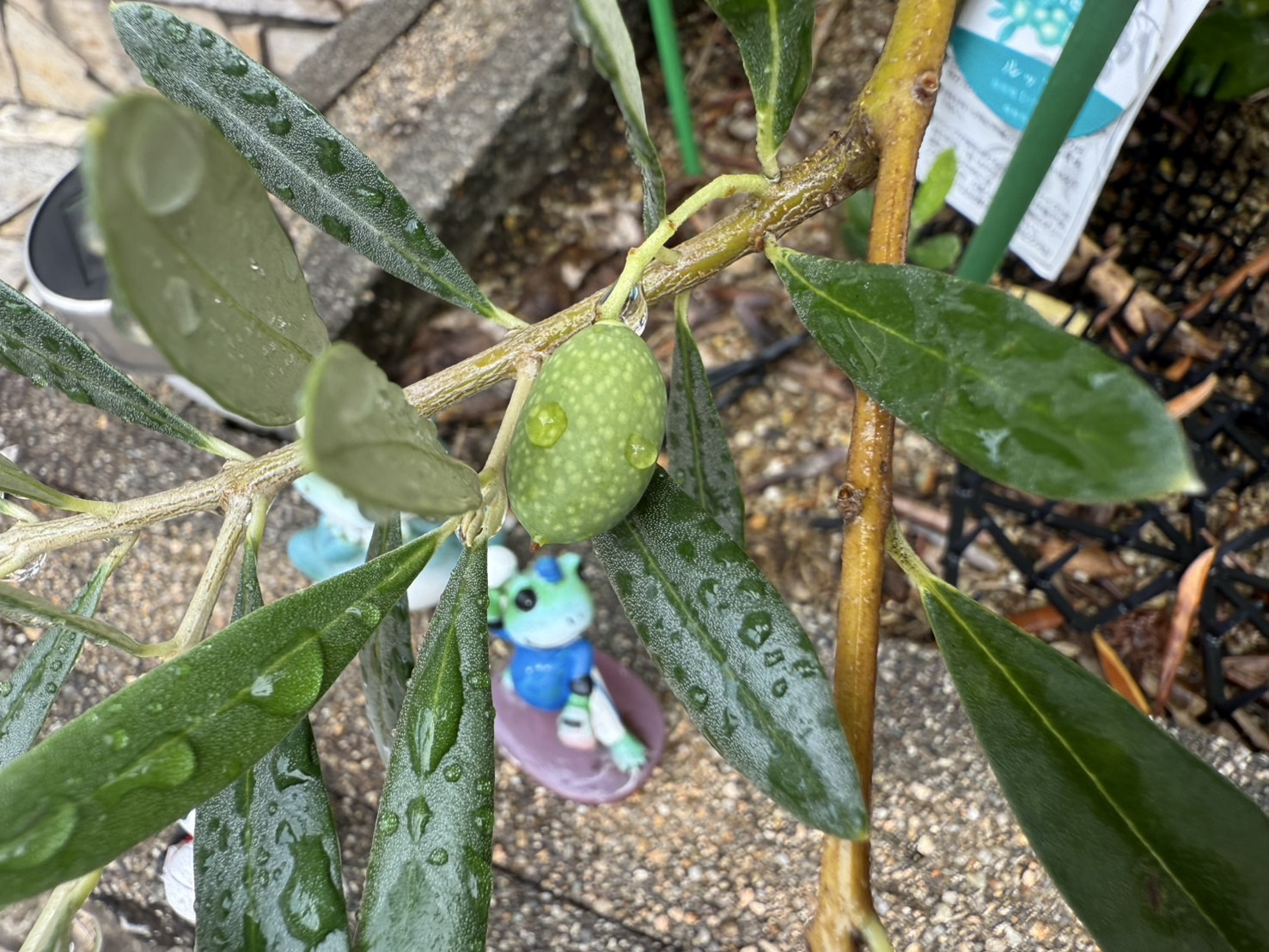 今日も早く来て掃除してますの画像