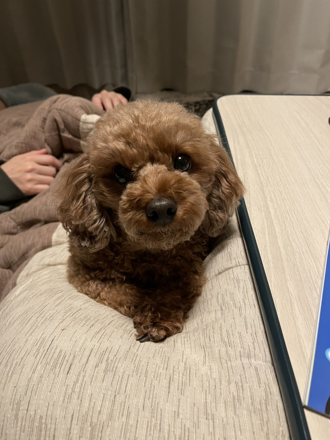 我が家の愛犬の画像