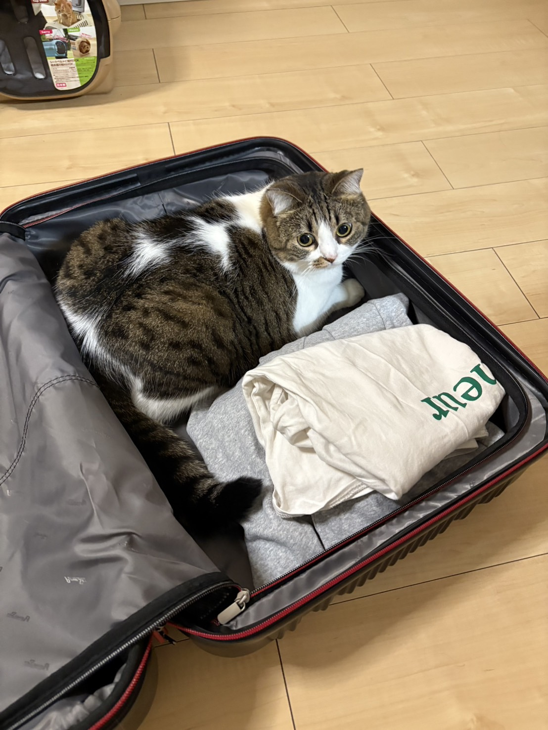 空の旅で福岡へ✈️の画像