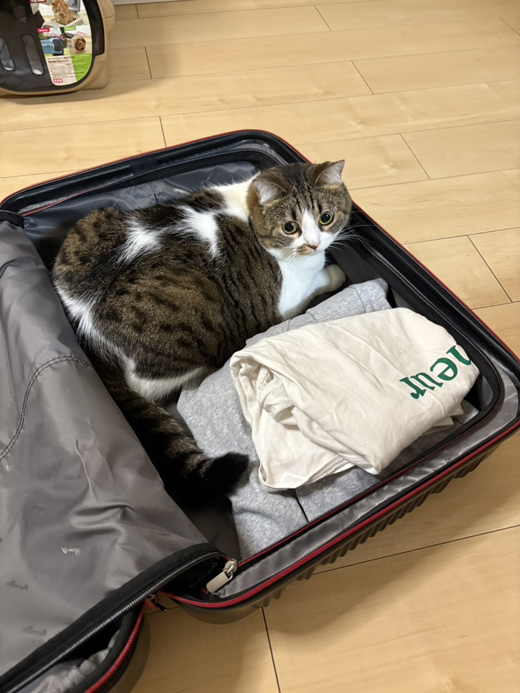 空の旅で福岡へ✈️の画像