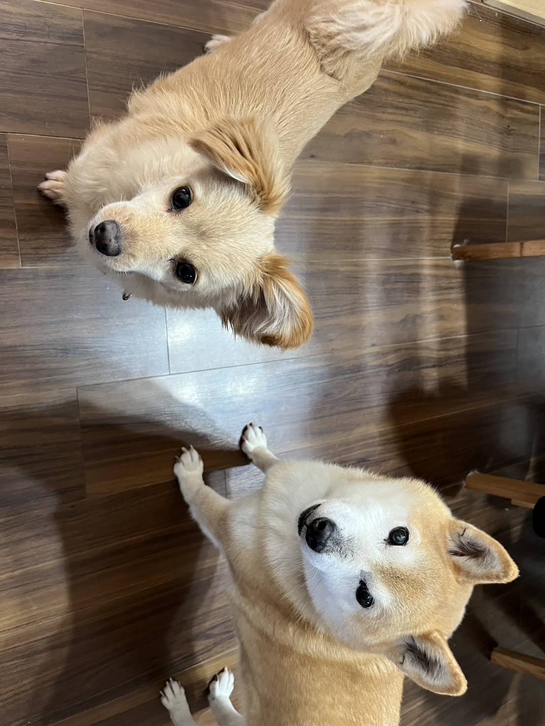 【BLOG】初めまして！！川口です☆彡の画像