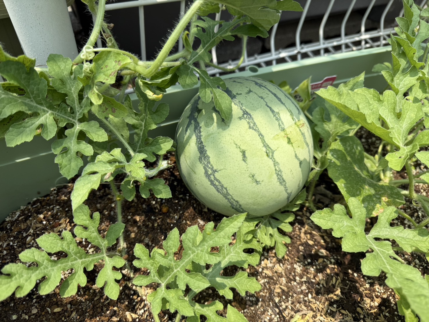 朝一決済打合せ帰りにスイカ発見の画像