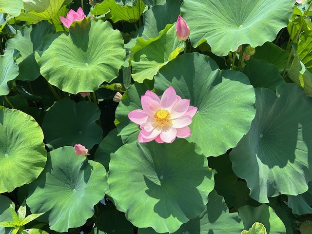 【愛西市不動産売却】一瞬の涼の画像