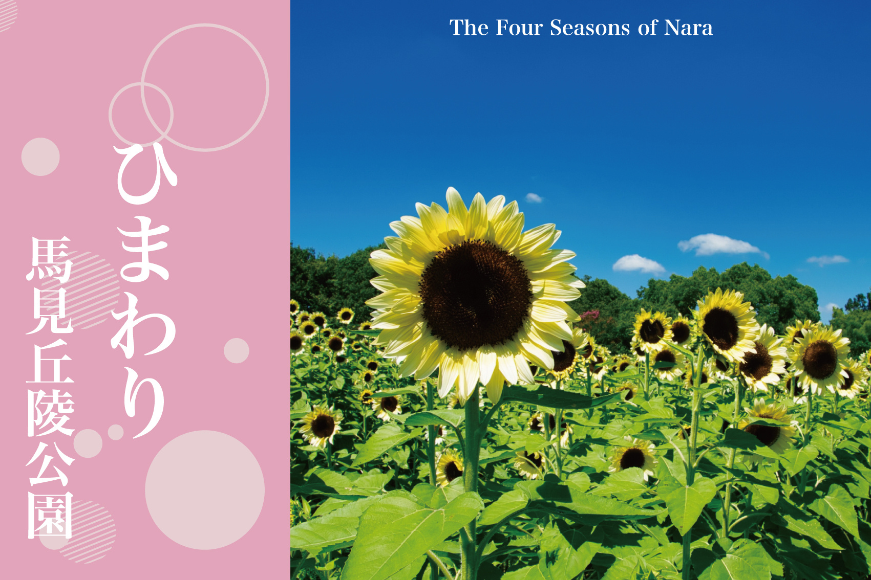 奈良県・馬見丘陵公園のひまわり〜夏の新緑に輝く黄金の花畑と爽やかな風の画像