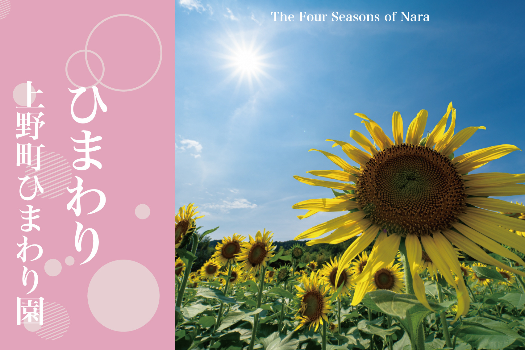 奈良県五條市上野町のひまわり畑:夏の訪れを彩る黄金の花景色と時期限定の魅力の画像