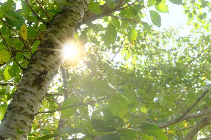 「蝉、まだ寝てる？2025年の夏が静かな理由」の画像