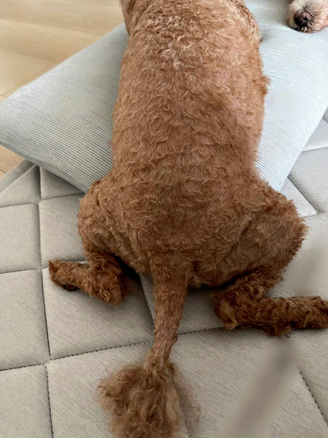夏仕様の愛犬の画像