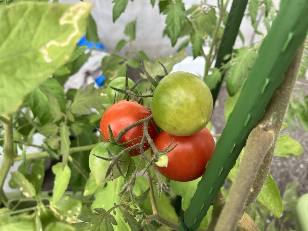 プランター栽培の野菜の様子の画像