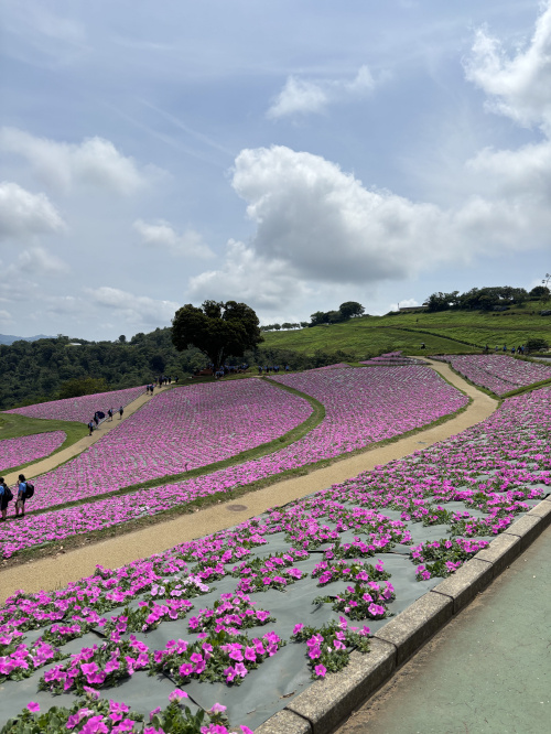 夏休みの画像