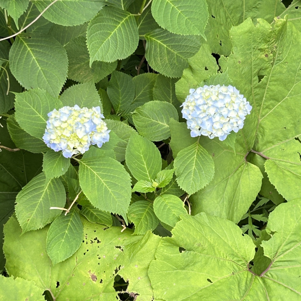 紫陽花！の画像
