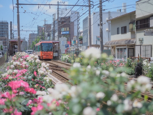 都電荒川線沿線のバラ