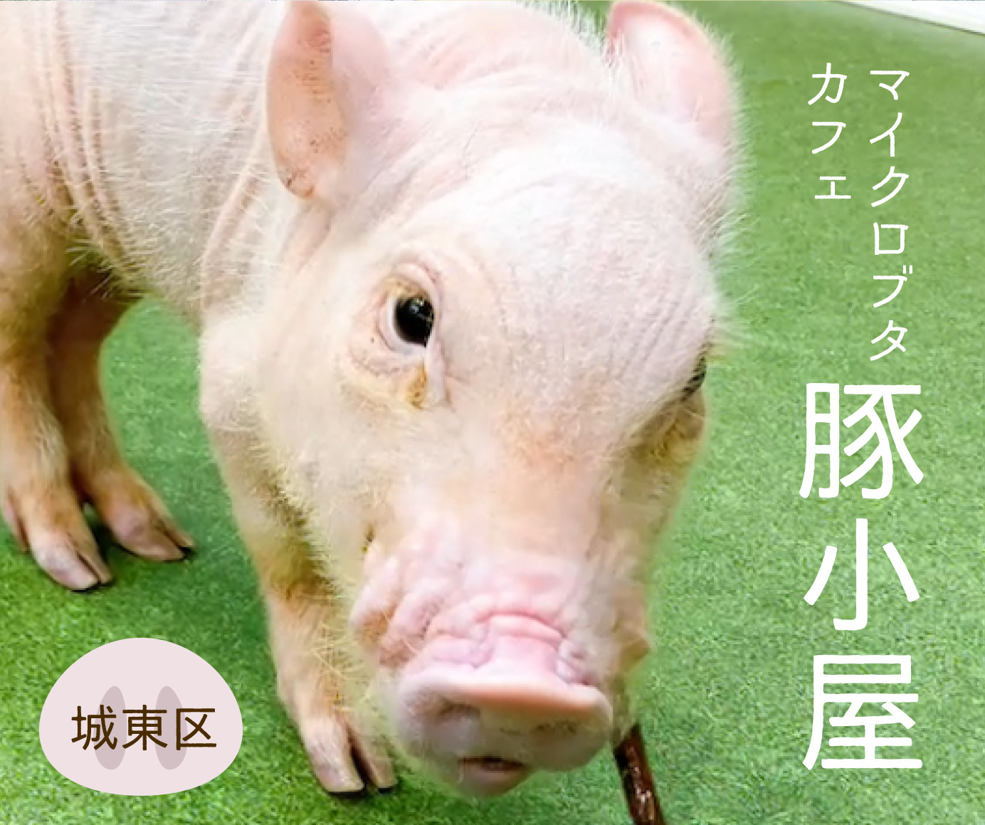  (城東区)マイクロブタカフェ『豚小屋』に行ってみました！の画像