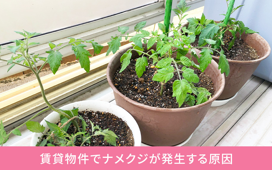 賃貸物件でナメクジが発生する原因