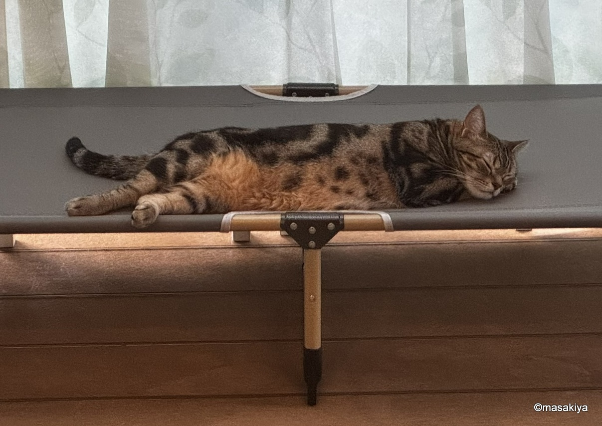 毎日暑いですの画像