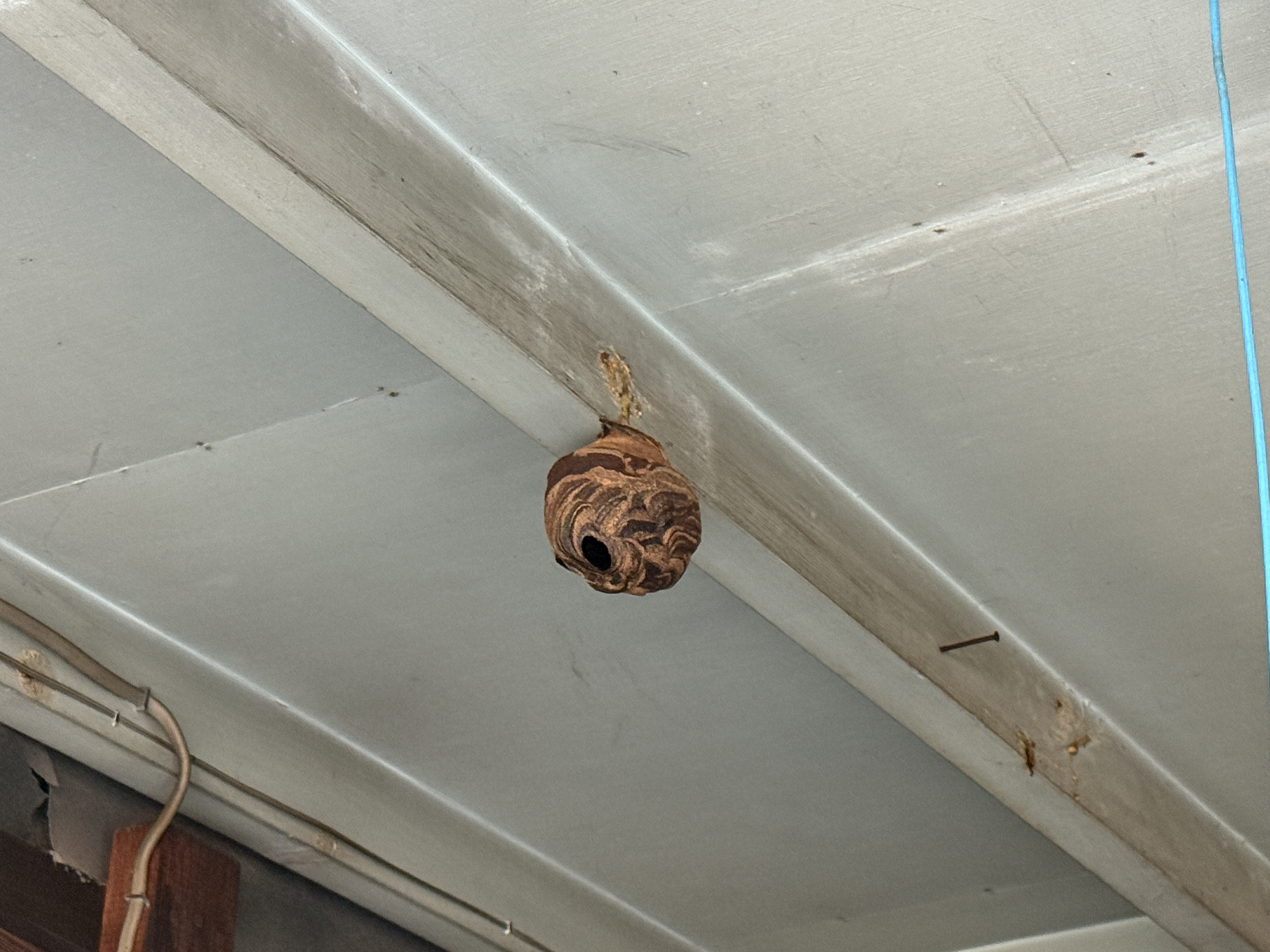 スズメバチの巣だ！の画像