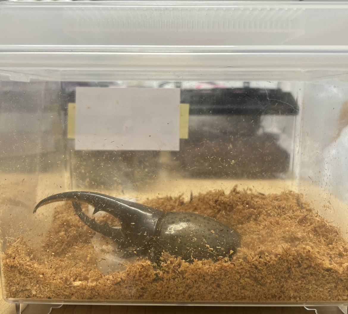 大分ベスト不動産・夏祭り開催!の画像