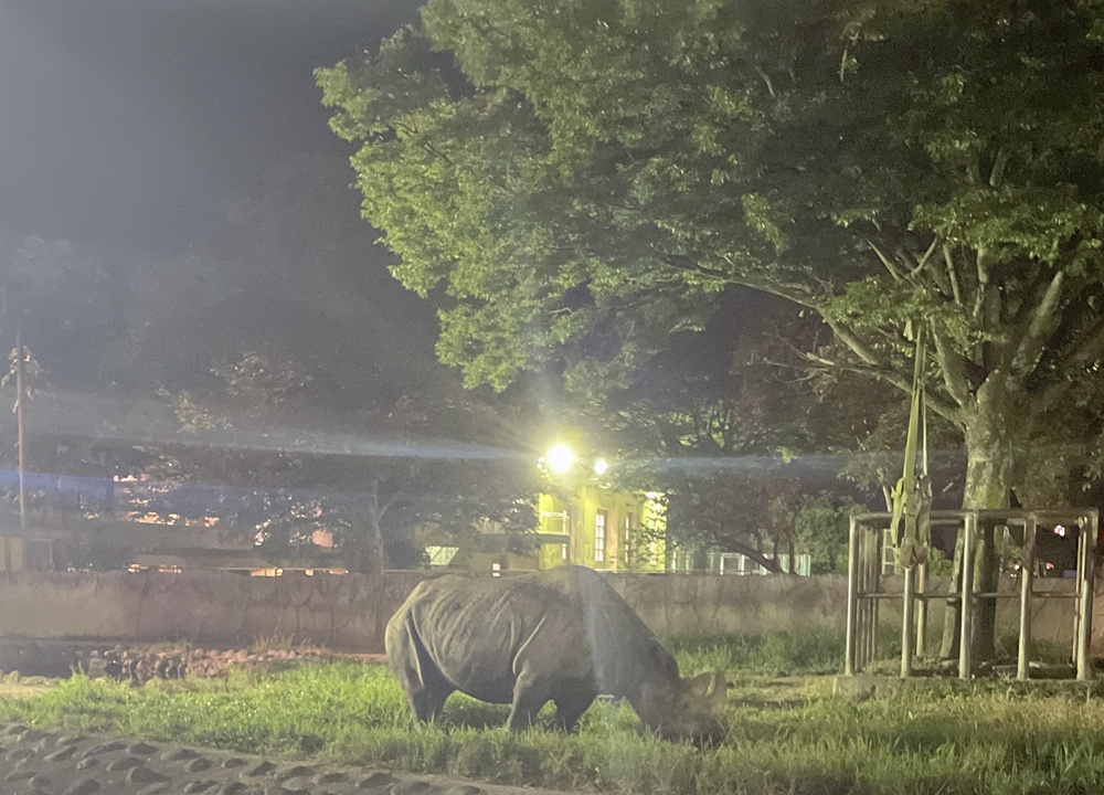 ⭐日立市～夜の動物園～⭐の画像