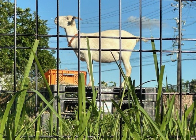 【愛西市不動産売却】やぎの画像