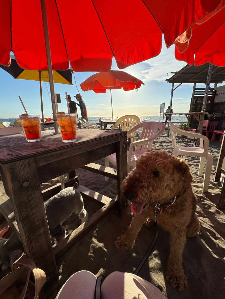 夕方の犬散歩の画像