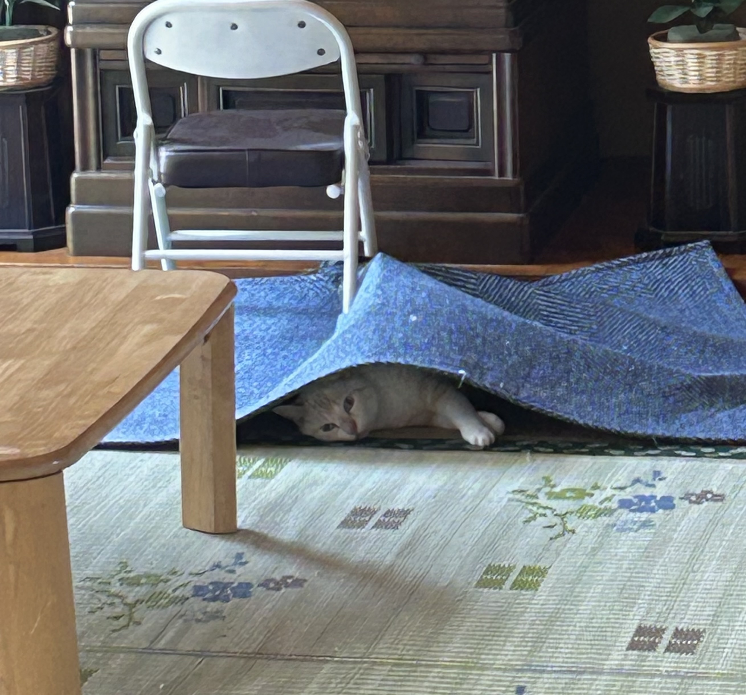 夏の猫の画像
