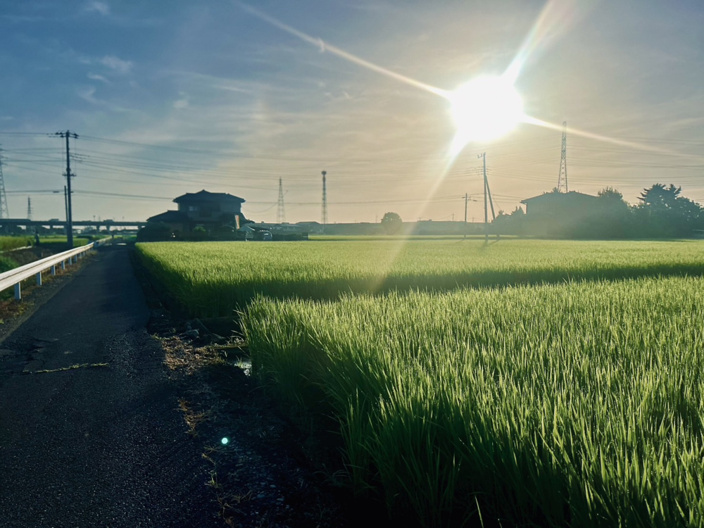 朝散歩のすゝめの画像