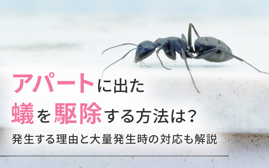 アパートに出た蟻を駆除する方法は？発生する理由と大量発生時の対応も解説の画像