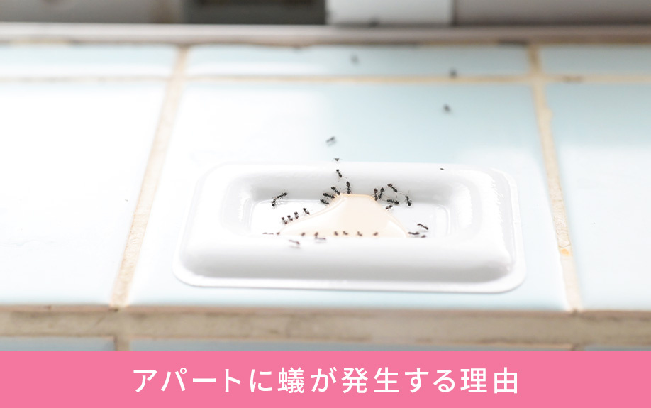 アパートに蟻が発生する理由