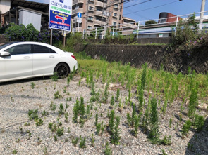 スッキリ！！の画像