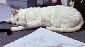 ２０２５年夏季休業のお知らせの画像