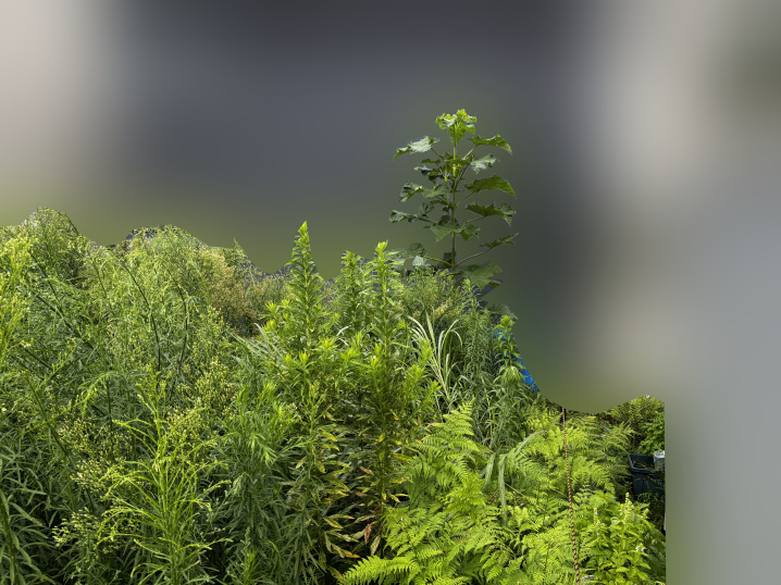 雑草ではなく木になっている