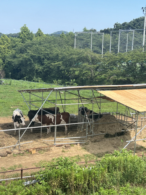 牧場☆の画像