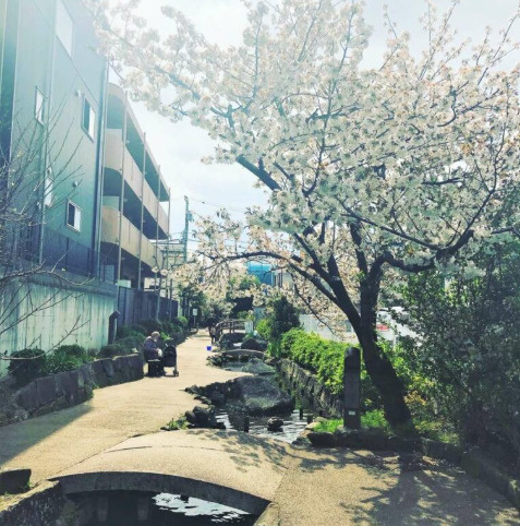【大口駅から気軽におさんぽ】自然と街並みを楽しむ、やさしい散歩コースをご紹介の画像
