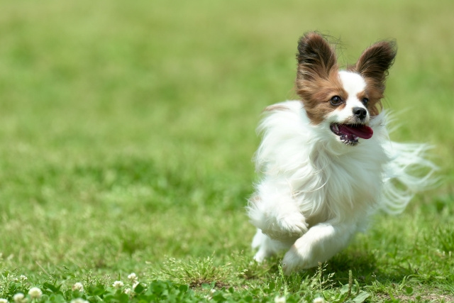 「ペット共生型賃貸住宅」4つのメリット