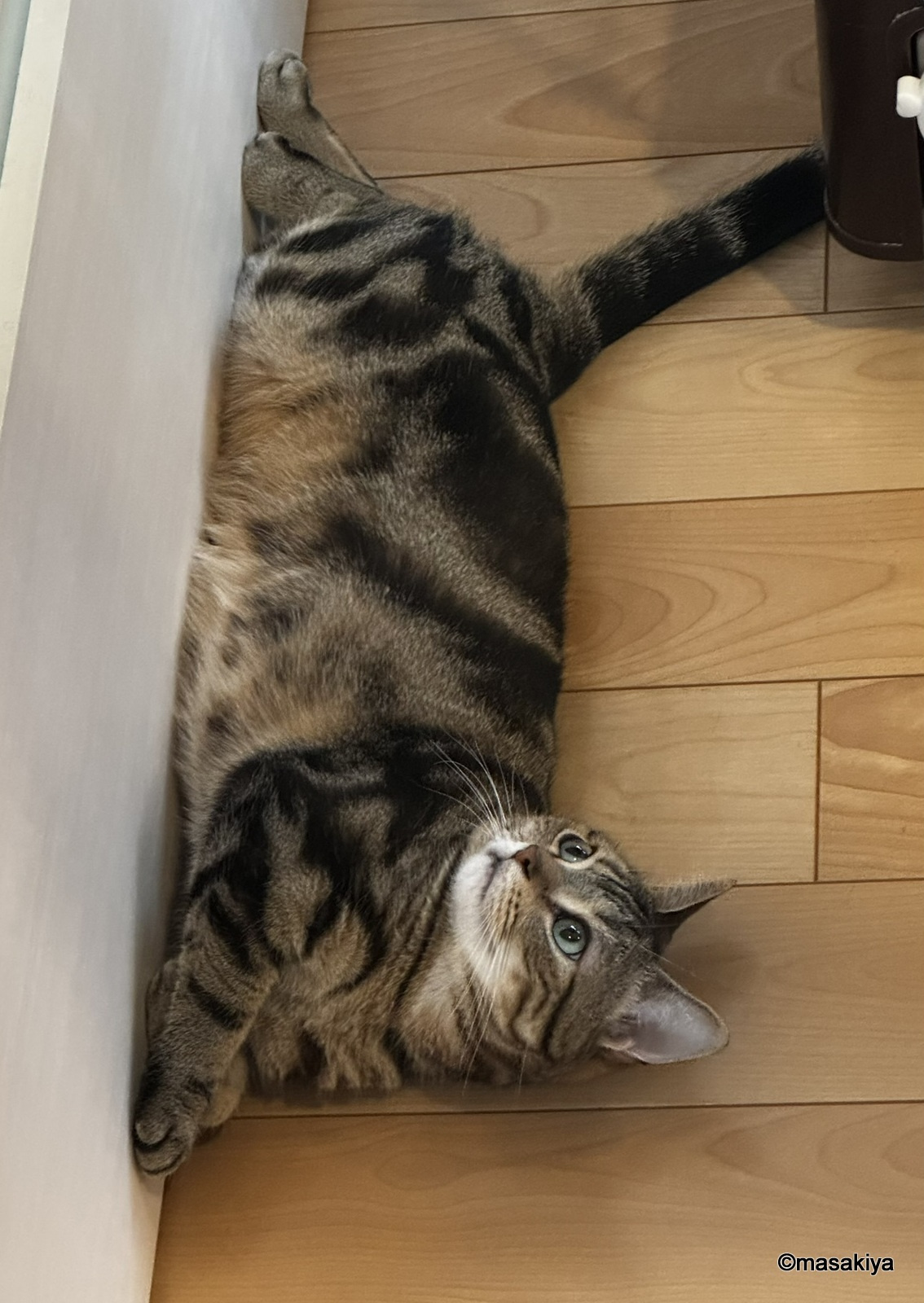 雨乞いの成果の画像