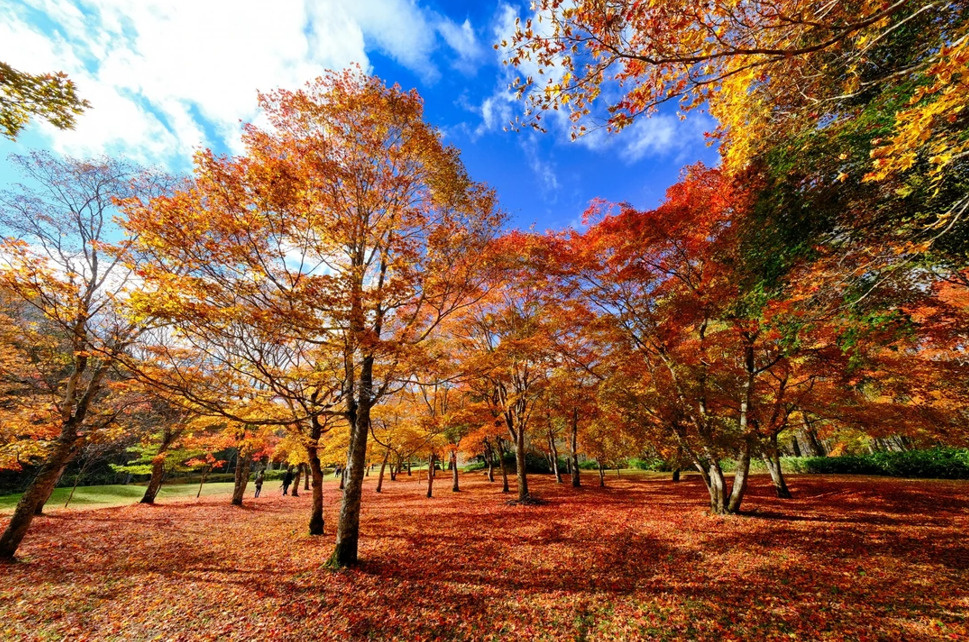 何の季節が好き？の画像