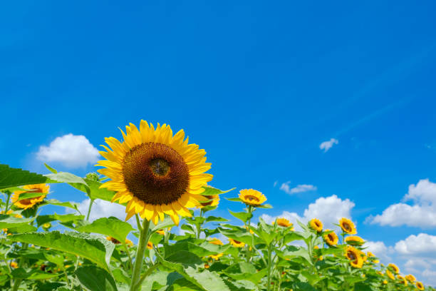 夏季休暇のお知らせの画像