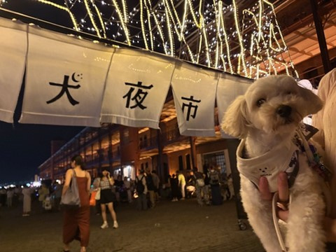 犬夜市の画像