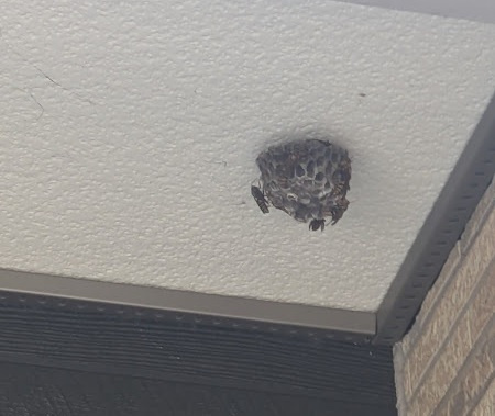 日向市内アパートの隣室玄関上にできていたハチの巣の写真