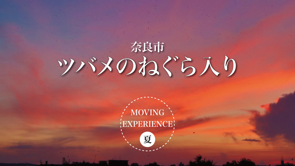 夕暮れに舞う、6万羽のシルエット ― 平城京のツバメたちの画像