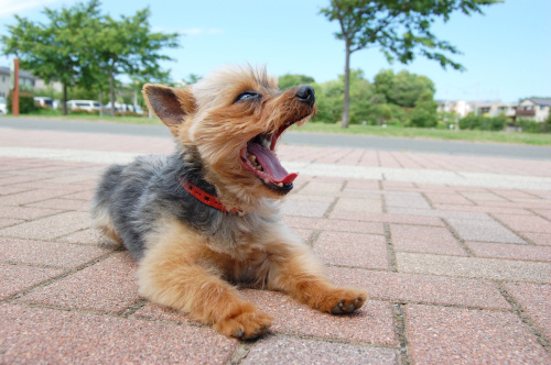 西宮市でペットや子供と一緒に遊べる場所は？家族みんなで楽しむスポットをご紹介の画像
