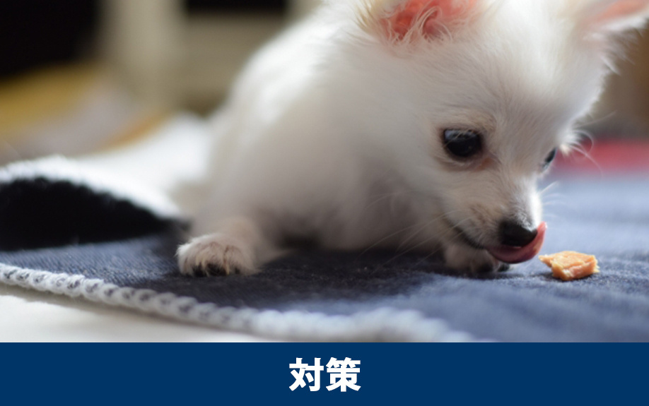 ペット可の賃貸物件で退去費用を抑えるための対策