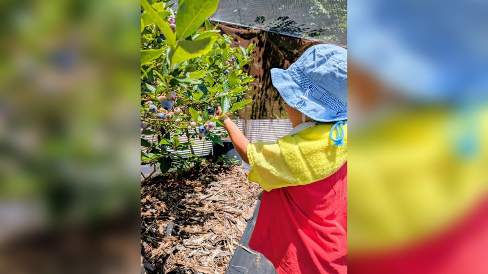 ブルーベリーの画像