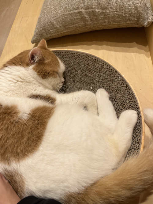 熊本市南区の土地坪単価は今いくら？推移や価格動向も詳しく解説の画像