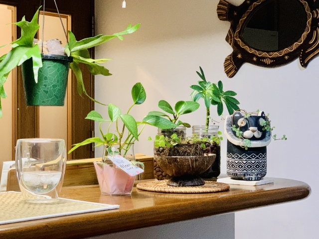 観葉植物の育て方は室内でも簡単に始められる！初心者向けのコツやポイントも紹介の画像
