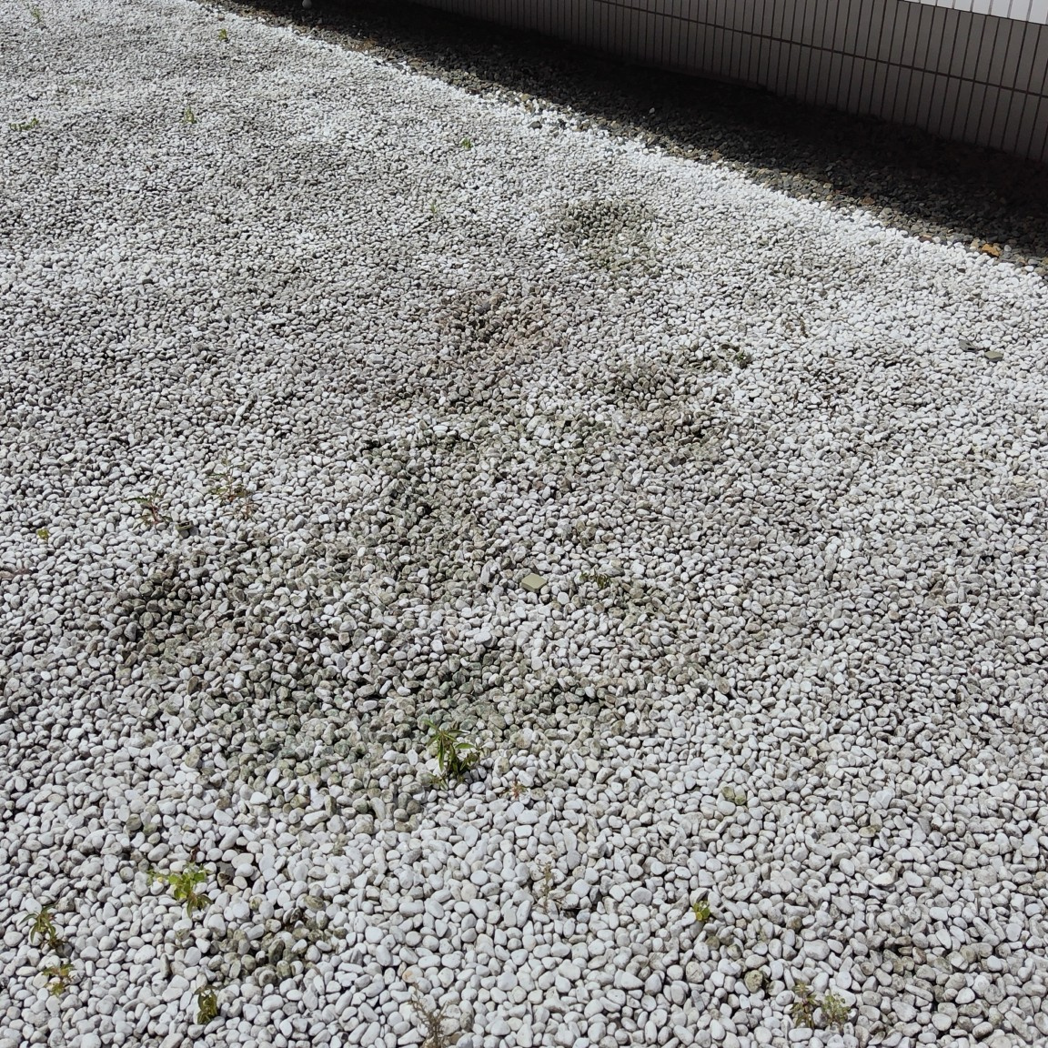 空室のバルコニーに潜む危険！岐阜市賃貸住宅管理会社スタッフがアシナガバチの巣を撤去した話の画像