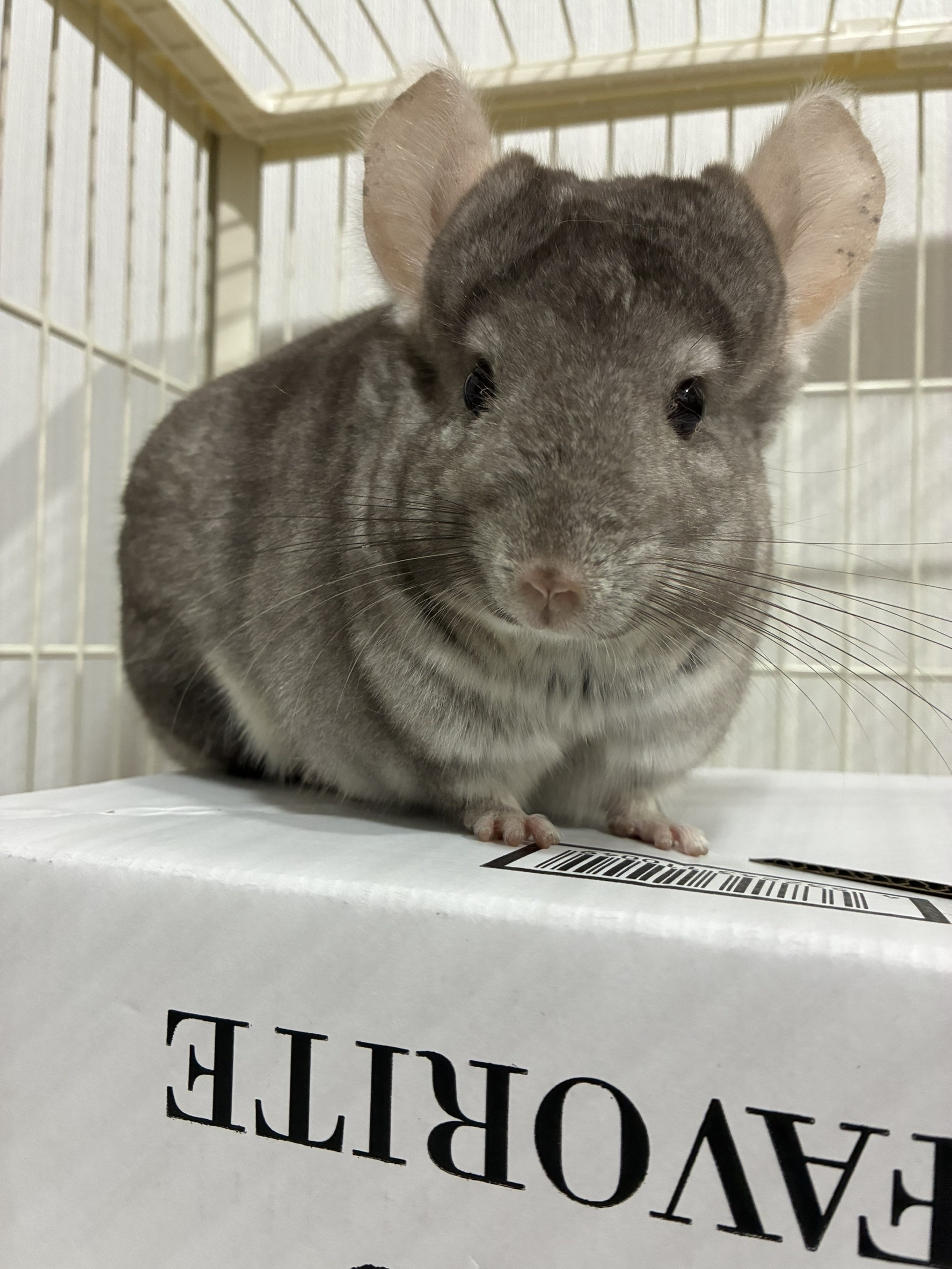 我が家に新しい家族が増えました！の画像