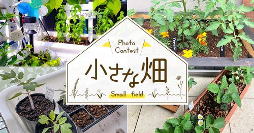 自宅で家庭菜園を始めたい初心者必見！おすすめのプランター選び方や必要な物も紹介の画像