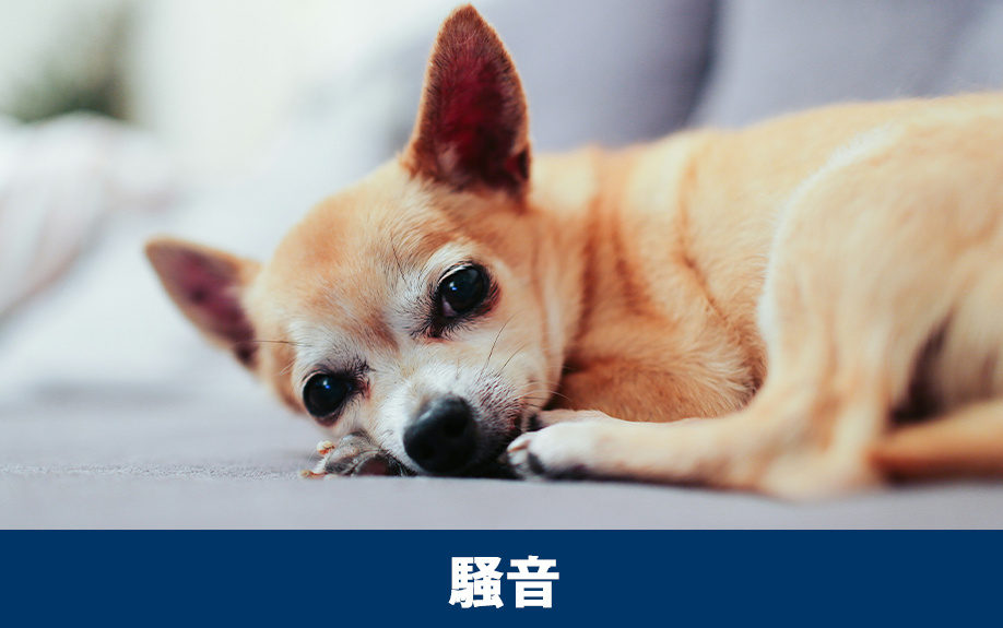 賃貸物件の犬の騒音対策