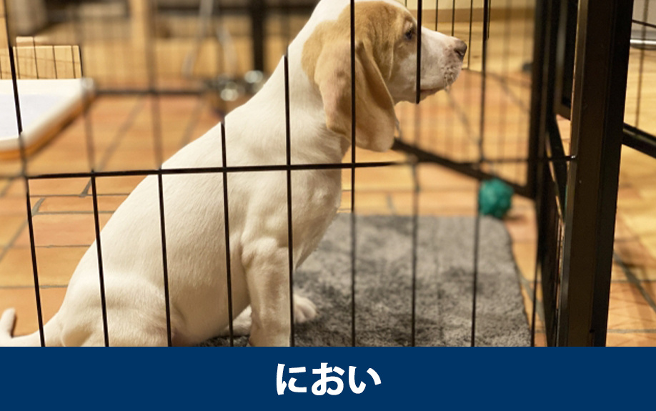 賃貸物件の犬のにおい対策