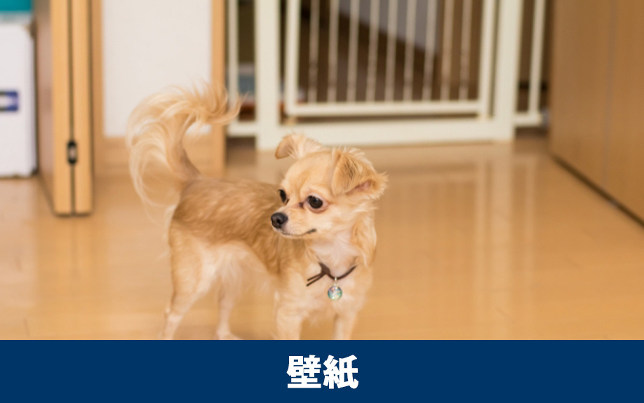 賃貸物件の犬の壁紙対策